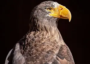 Arctic Circle Prints: Majestic Steller's Sea Eagle, native to northeastern Asia