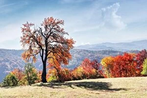 Images Dated 16th October 2019: Majestic tree with orange leaves at autumn mountain valley. Dramatic colorful scene