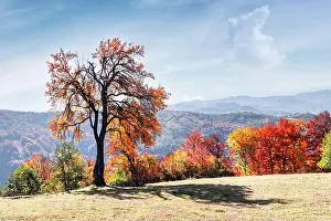 Majestic tree with orange leaves at autumn mountain valley. Dramatic colorful scene. Carpathian mountains, Ukraine. Landscape photography