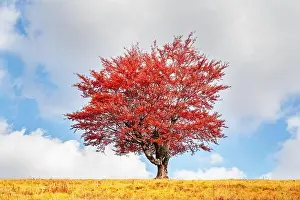 Majestic tree with orange leaves at autumn mountain valley. Dramatic colorful scene. Carpathian mountains, Ukraine. Landscape photography