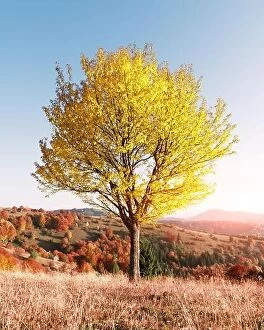 Images Dated 16th October 2019: Majestic tree with yellow leaves at autumn mountain valley. Dramatic colorful scene