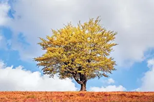 Carpathian Mountains Prints: Majestic tree with yellow leaves at autumn mountain valley