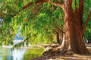 Reflection Lake Prints: Majestic trees with dense green leaves lining a peaceful waterfront in Riverside