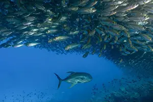 Majestic underwater scene off the coast of Bonaire with Caranx hippos or Crevalle Jack swimming beneath a large school