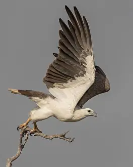 Eagle Prints: A Majestic White-bellied Sea-Eagle takes to the air