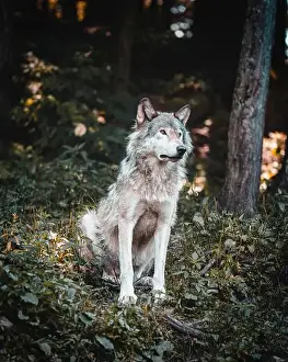 Bounty Prints: Majestic wolf in a serene forest setting, embodying strength and grace