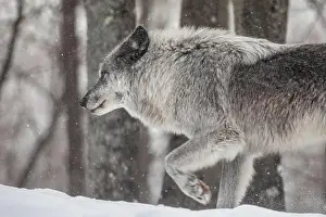 Alpha Prints: Majestic wolves roam the snowy wilderness of Parc Omega