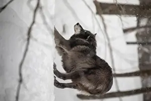 Alpha Prints: Majestic wolves roam the snowy wilderness of Parc Omega