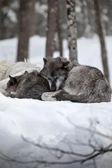Alpha Prints: Majestic wolves roam the snowy wilderness of Parc Omega