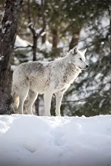 Alpha Prints: Majestic wolves roam the snowy wilderness of Parc Omega