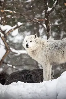 Alpha Prints: Majestic wolves roam the snowy wilderness of Parc Omega