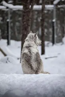 Alpha Prints: Majestic wolves roam the snowy wilderness of Parc Omega