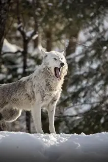 Alpha Prints: Majestic wolves roam the snowy wilderness of Parc Omega