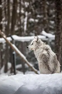 Alpha Prints: Majestic wolves roam the snowy wilderness of Parc Omega