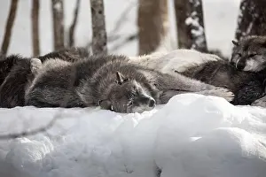 Alpha Prints: Majestic wolves roam the snowy wilderness of Parc Omega