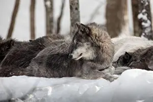 Alpha Prints: Majestic wolves roam the snowy wilderness of Parc Omega