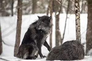 Alpha Prints: Majestic wolves roam the snowy wilderness of Parc Omega