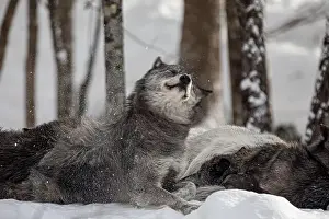 Alpha Prints: Majestic wolves roam the snowy wilderness of Parc Omega