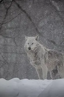 Alpha Prints: Majestic wolves roam the snowy wilderness of Parc Omega