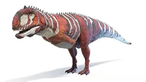 Paleozoology Prints: Majungasaurus dinosaur, illustration