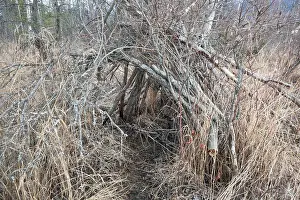 Makeshift Prints: Makeshift shelter made with tree branches, Mirror Lake State Wayside Park, Chugiak, Alaska