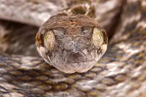 Fanged Prints: Malagasy cat-eyed snake (Madagascarophis meridionalis)
