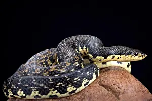 Fanged Prints: Malagasy giant hognose snake (Leioheterodon madagascariensis)