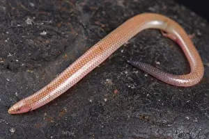 The Malagasy sand swimming skink (Voeltzkowia fierinensis) is a small wormlike lizard species with 2 tiny hind feed