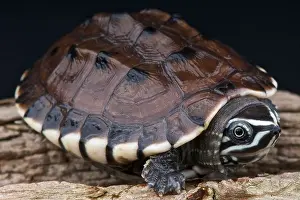 Terrapin Prints: Malayan snail eating turtle / Malayemis macrophala