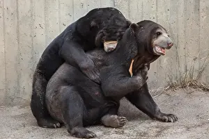 Wild Life Prints: Malayan sun bears (Helarctos malayanus) have sex at Madrid Zoo, Spain