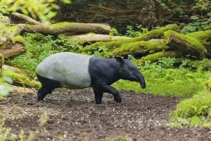 Tapir Prints: A Malayan tapir (Acrocodia indica) runs across a clearing