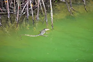 Full Body Prints: A Malayan water monitor lizard swims in the green water between the root system of a mangrove forest remnant