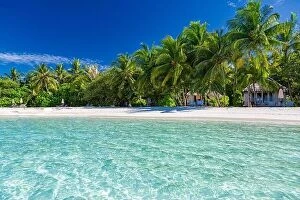 Images Dated 11th December 2015: Maldives island beach. Tropical landscape of summer scenery, white sand with palm trees