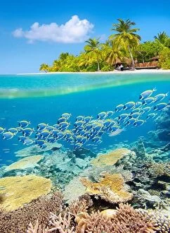 Images Dated 23rd February 2014: Maldives Island - tropical underwater view with reef