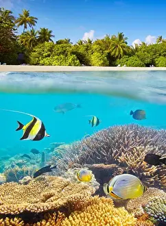 Maldives Islands - underwater view at tropical fish and reef