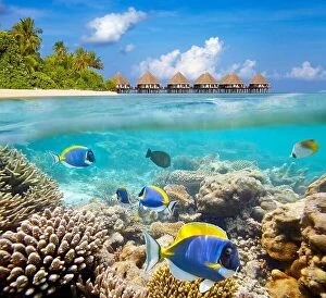 Images Dated 21st February 2014: Maldives Islands, underwater view at tropical fishes and reef