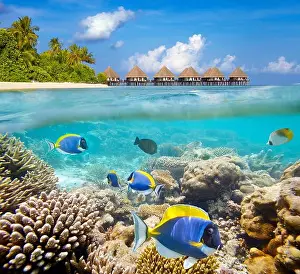 Maldives Islands, underwater view at tropical fishes and reef