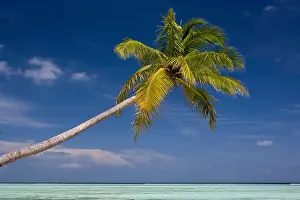 Honeymoon Prints: Maldives North Male Atoll Meeru Island Resort single palm tree leaning over beach
