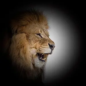 Animal Head Prints: Male adult lion roaring and showing its teeth, fangs, inside a black circle