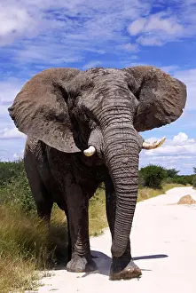 Afrikanisch Prints: male african elephant, Loxodonta africana