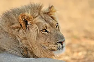 Big Five Prints: Male African lion (Panthera leo) resting in the Kalahari desert