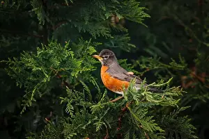 Delaware Prints: Male American Robin perched in arborvitae tree