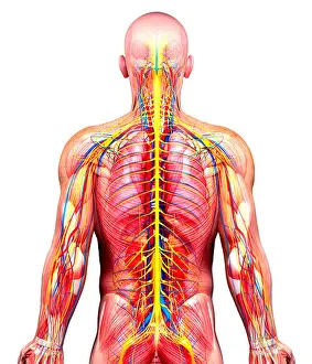 Neural Prints: Male anatomy, artwork