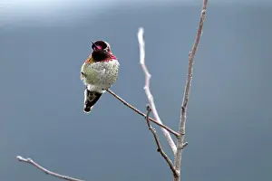 Annas Hummingbird Prints: A male Anna's hummingbird on a twig. Cowichan Bay, Canada