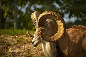 Ovis Prints: Male argali. Wild Altai mountain sheep with mighty spiral horns