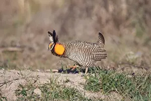 Inflated Prints: Male Attwater's prairie-chicken (Tympanuchus cupido attwateri)
