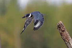 Megaceryle Alcyon Prints: Male Belted Kingfisher (Megaceryle alcyon) taking flight - Huron County, Ontario, Canada