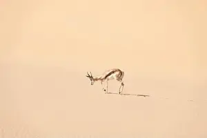 Deadvlei Prints: A male of black-faced impala (Aepyceros melampus petersi) in Namib desert at Namib-Naukluft National Park of Namibia