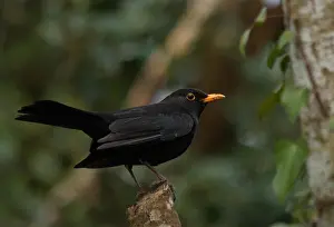 Natural World Prints: Male Blackbird