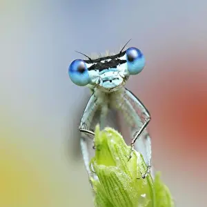 Dragonfly Prints: Male blue featherleg (Platycnemis pennipes)
